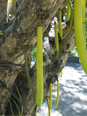 Parmentiera cereifera