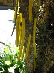 Parmentiera cereifera