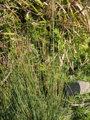 Juncus australis