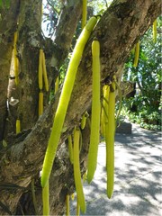 Parmentiera cereifera