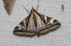 Agrioglypta excelsalis