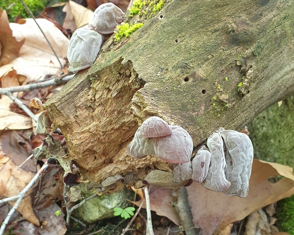 Auricularia auricula-judae · May 2026 · photo: © ffnaturalist (iNaturalist, cc0)