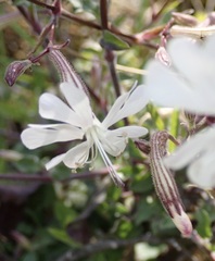 Silene italica