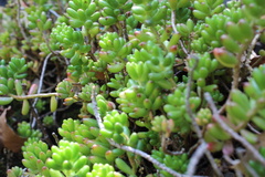 Sedum × rubrotinctum