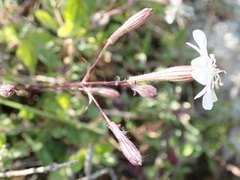 Silene italica