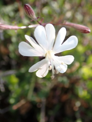 Silene italica