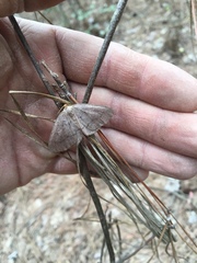 Lambdina pellucidaria