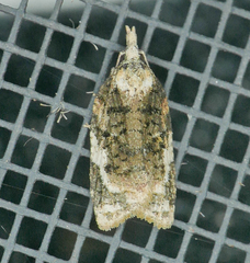 Platynota exasperatana