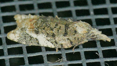 Platynota exasperatana