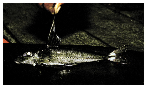 Sharpnose thorny catfish (Anduzedoras oxyrhynchus) — Doradidae