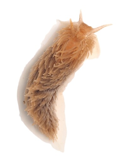 Aeolidia filomenae