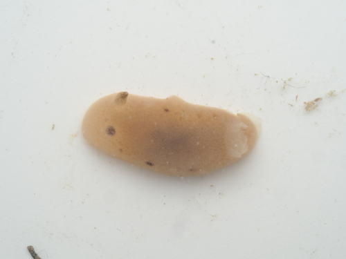 Jorunna tomentosa