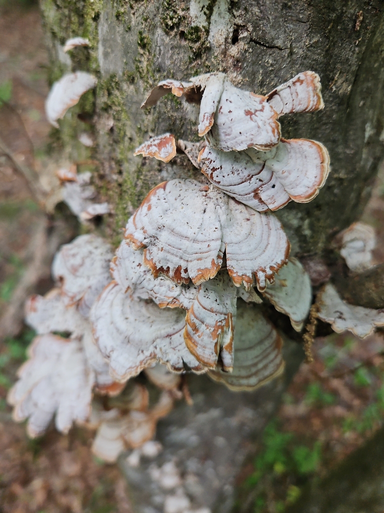 Stereum lobatum · April 2026 · photo: © aqua4631 (iNaturalist, cc0)