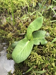 Carphephorus odoratissimus