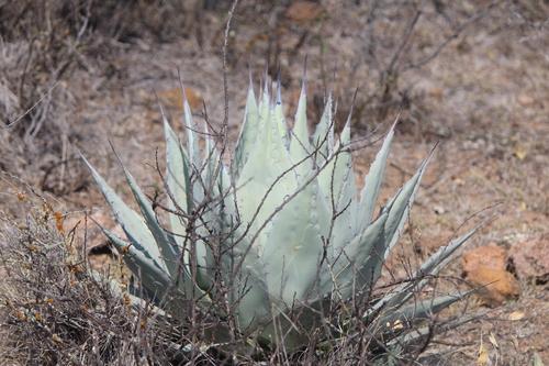 Agave applanata
