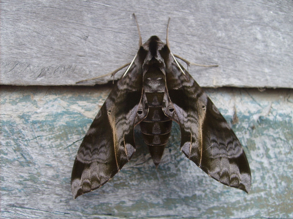 Eumorpha triangulum