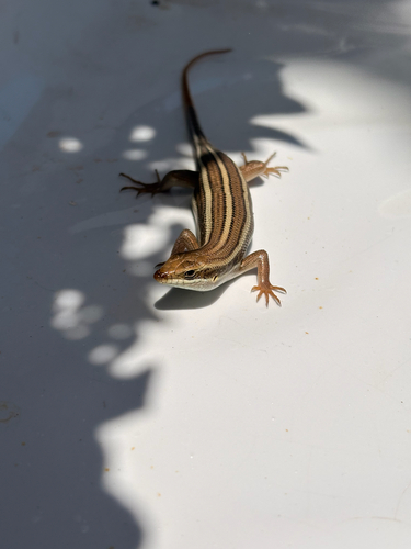 African Five-lined Skink — seen at this dive site