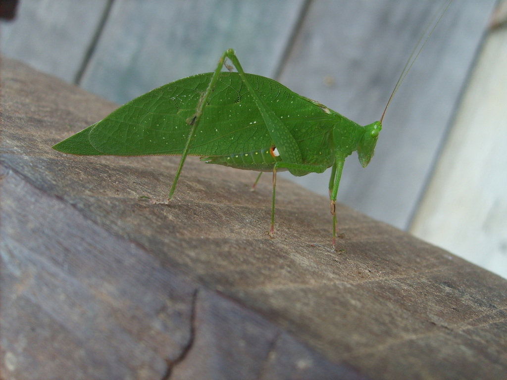Petaloptera zendala