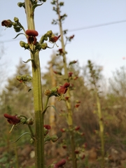 Scrophularia rubricaulis