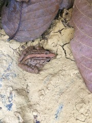 Minervarya syhadrensis