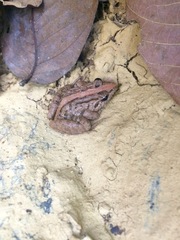 Minervarya syhadrensis