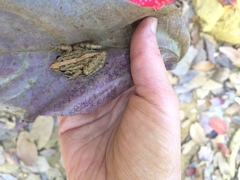 Minervarya syhadrensis