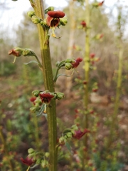 Scrophularia rubricaulis