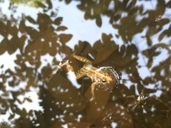 Minervarya syhadrensis