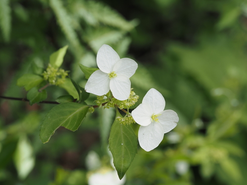 Hydrangea luteovenosa observed 2026-05-02