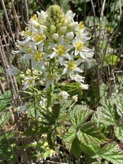 Zigadenus