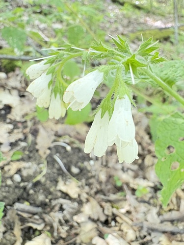 Symphytum tauricum, photograph 3