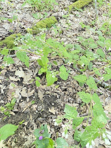 Symphytum tauricum, photograph 4