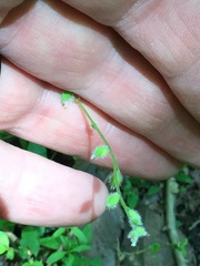Myosotis macrosperma