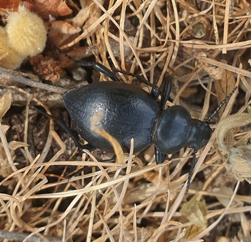 Tentyria rotundata angulata