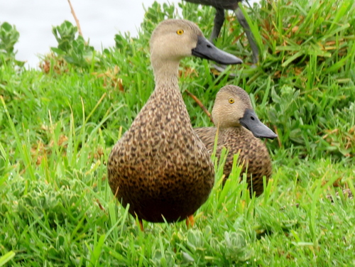 iNaturalist image