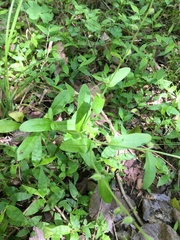 Myosotis macrosperma