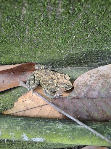 Duttaphrynus melanostictus