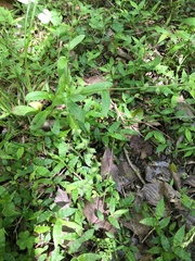 Myosotis macrosperma