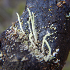 Cladonia cornuta