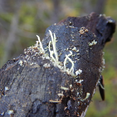 Cladonia cornuta