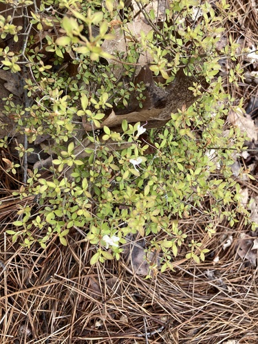 Rhododendron serpyllifolium iNat (3)