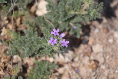 Glandularia teucriifolia