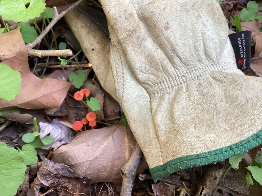 Pruinomycena acicula · April 2026 · photo: © jillone (iNaturalist, cc0)