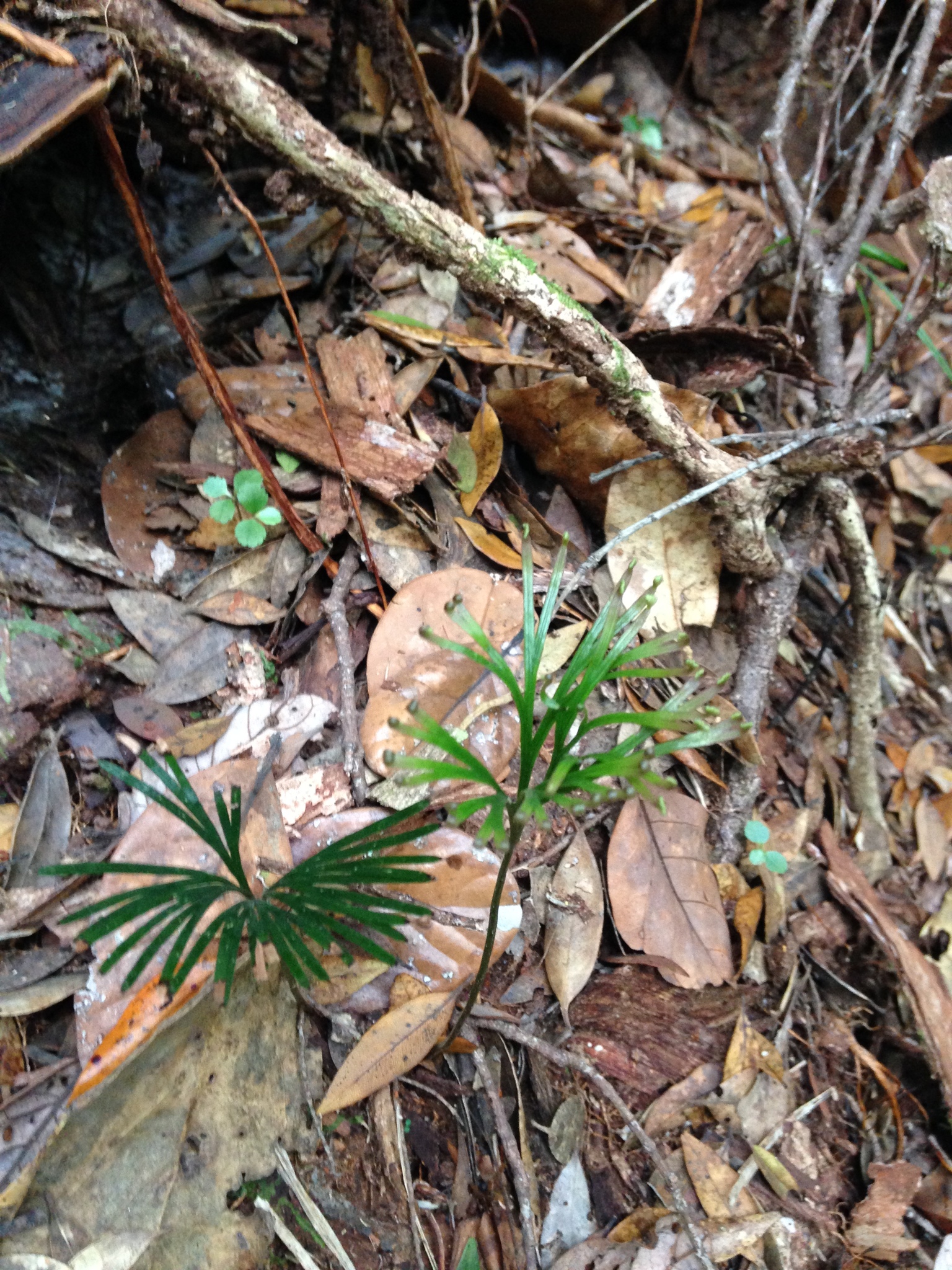 Schizaea dichotoma image