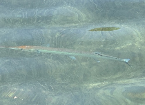 Tylosurus crocodilus