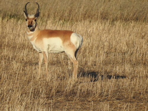Pronghorn