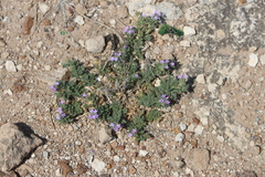 Glandularia teucriifolia