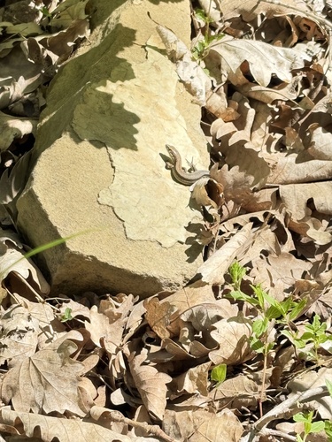 Meadow Lizard, Darevskia praticola
