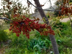 Pistacia terebinthus palaestina