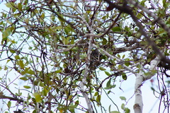 Melanerpes chrysogenys